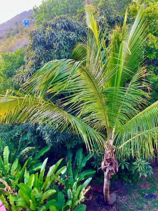 Mid-Century: Caribbean Style Leilighet Contant  Eksteriør bilde